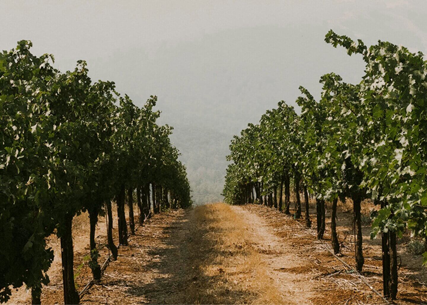 Vineyard path at Shannon Ridge