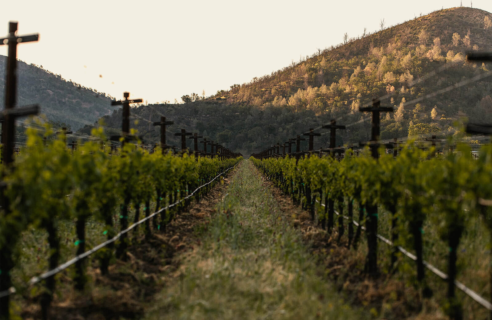 Vineyard rows at Shannon Ridge