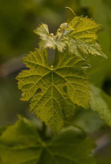 Plant detail shot in the vineyard