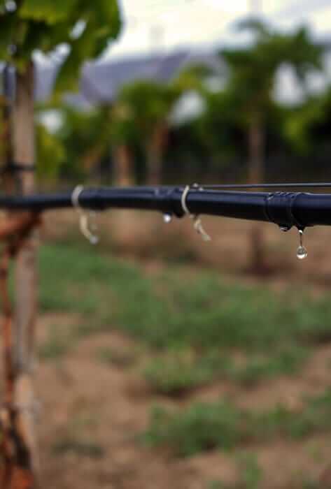 Drip irrigation detail shot