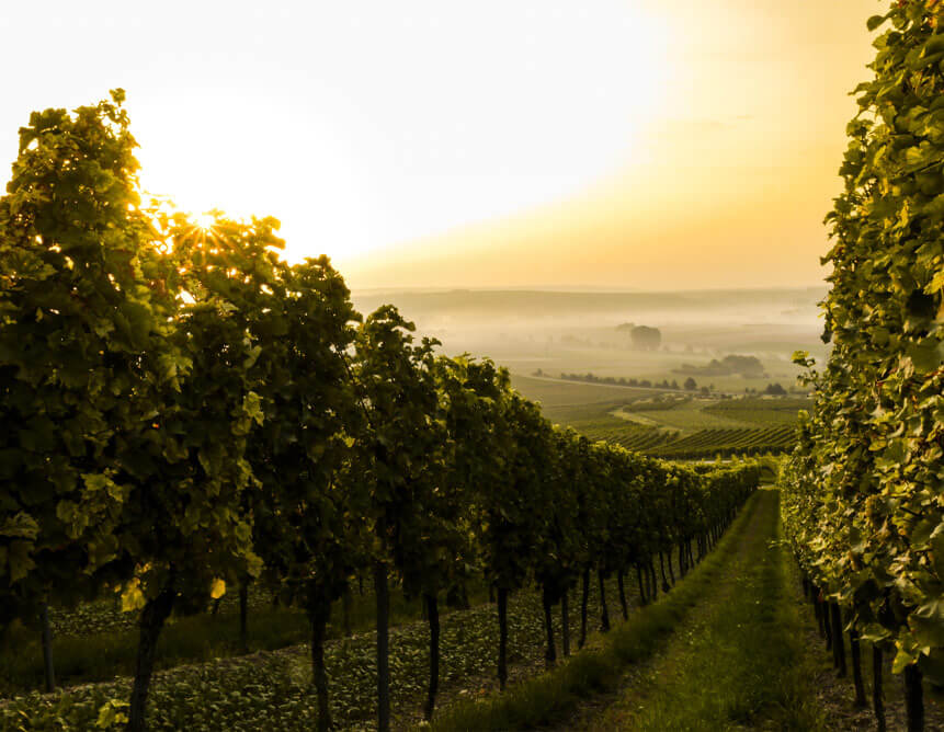 Vineyard path at sunset